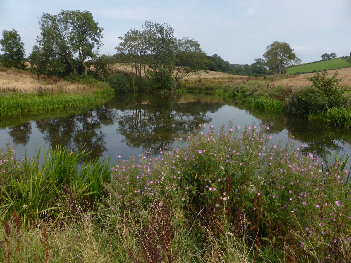 More Natural Flood Management filming with <a href="/picturestorypro/">Picture Story</a> and landowners in the Scotch Brook catchment, near Stone. Methods such as this settlement pool have been installed to store flood water upstream and help improve water quality <a href="/StaffsWildlife/">StaffsWildlife 🦔🍄🦇</a> <a href="/EnvAgencyMids/">Environment Agency Midlands</a> <a href="/NE_WestMids/">NE_WestMids</a>