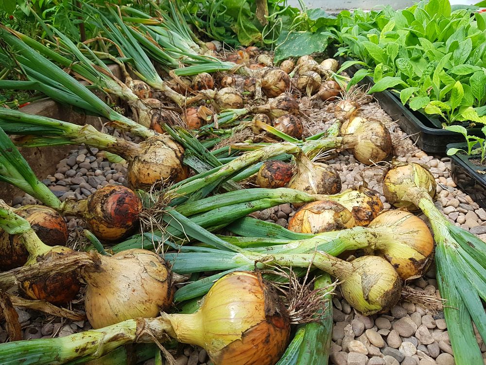 Weather can't make its mind up so we pulled the onions which are now drying in the greenhouse. It's one of those days where you can't be bothered to do anything but happy to have done something! 🙃
