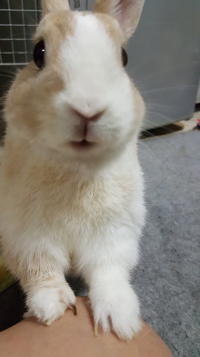 すみこ うさぎ売ってるペットショップが近所にあれば そこで紹介してくれると思うので相談してみるとよいかも うちは東区にある まえたに動物病院 ってとこ行ってるけど 評判いい先生だからか 室蘭ナンバーの車とか来てたりする すみこ うさぎ売ってるペットショップが近所にあれば そこで紹介してくれると思うので相談してみるとよいかも うちは東区にある まえたに動物病院 ってとこ行ってるけど 評判いい先生だからか 室蘭ナンバーの車とか来てたりする