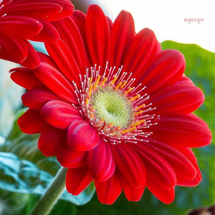 Luzmarpal_01's tweet photo. Bello día.
#ColorYVida https://t.co/nQkQT4TJ4a