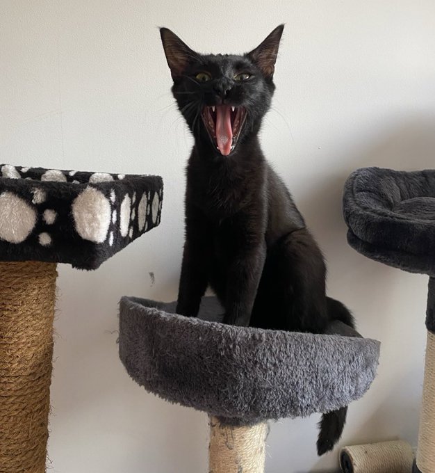 #JourneeMondialeDuChatNoir  Parce que c&rsquo;est la journ&eacute;es des chats noirs.... 5 chats noirs &agrave; la maison<a href="/tag/journeemondialeduchatnoir"class="tags">#JourneeMondialeDuChatNoir</a><a href="/tag/jadopteunchatnoir"class="tags"><span>#jadopteunchatnoir</span></a>