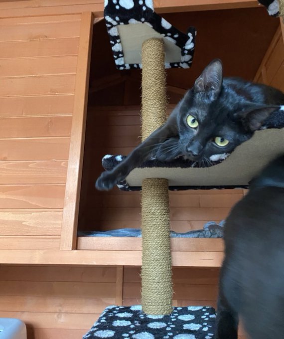 #JourneeMondialeDuChatNoir  Parce que c&rsquo;est la journ&eacute;es des chats noirs.... 5 chats noirs &agrave; la maison<a href="/tag/journeemondialeduchatnoir"class="tags">#JourneeMondialeDuChatNoir</a><a href="/tag/jadopteunchatnoir"class="tags"><span>#jadopteunchatnoir</span></a>