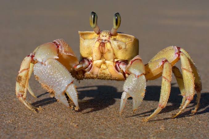 DamianPcon's tweet photo. @Sunday_SaucePod @Vinny @philion 
Crabs All Day ;) https://t.co/YnG1jaOaEF