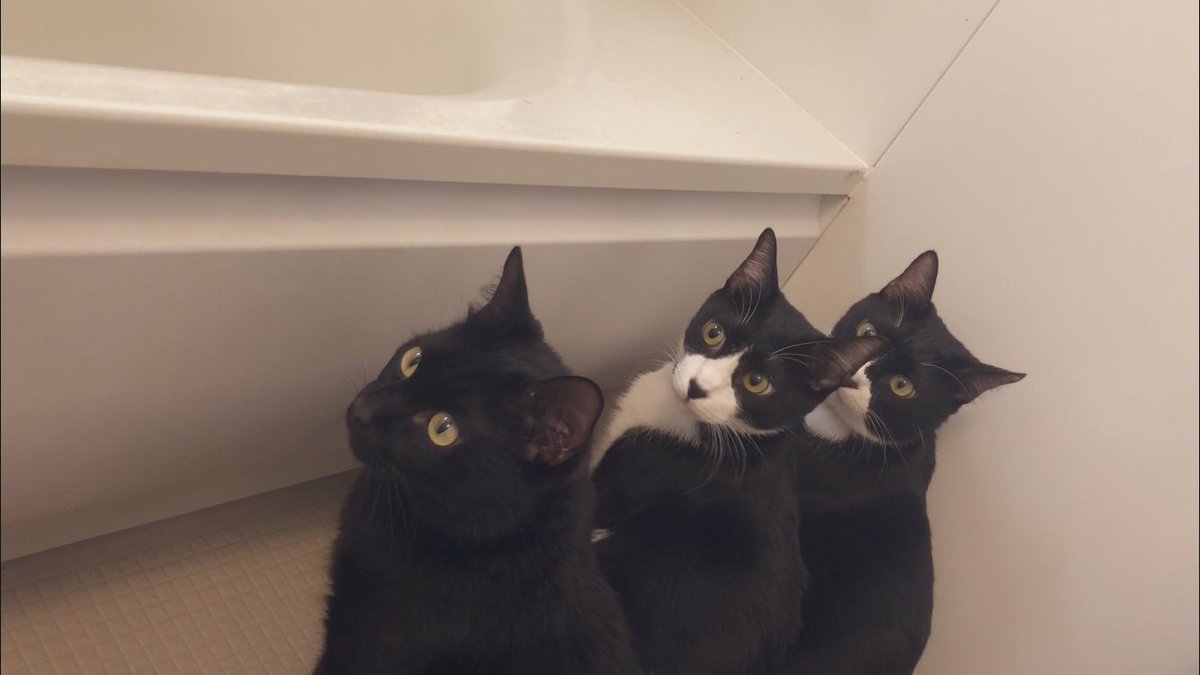 ハチワレズよ そこで何を召喚する気だ 猫たちの魔法陣inお風呂 3ページ目 Togetter ハチワレズよ そこで何を召喚する気だ 猫たちの魔法陣inお風呂 3ページ目 Togetter