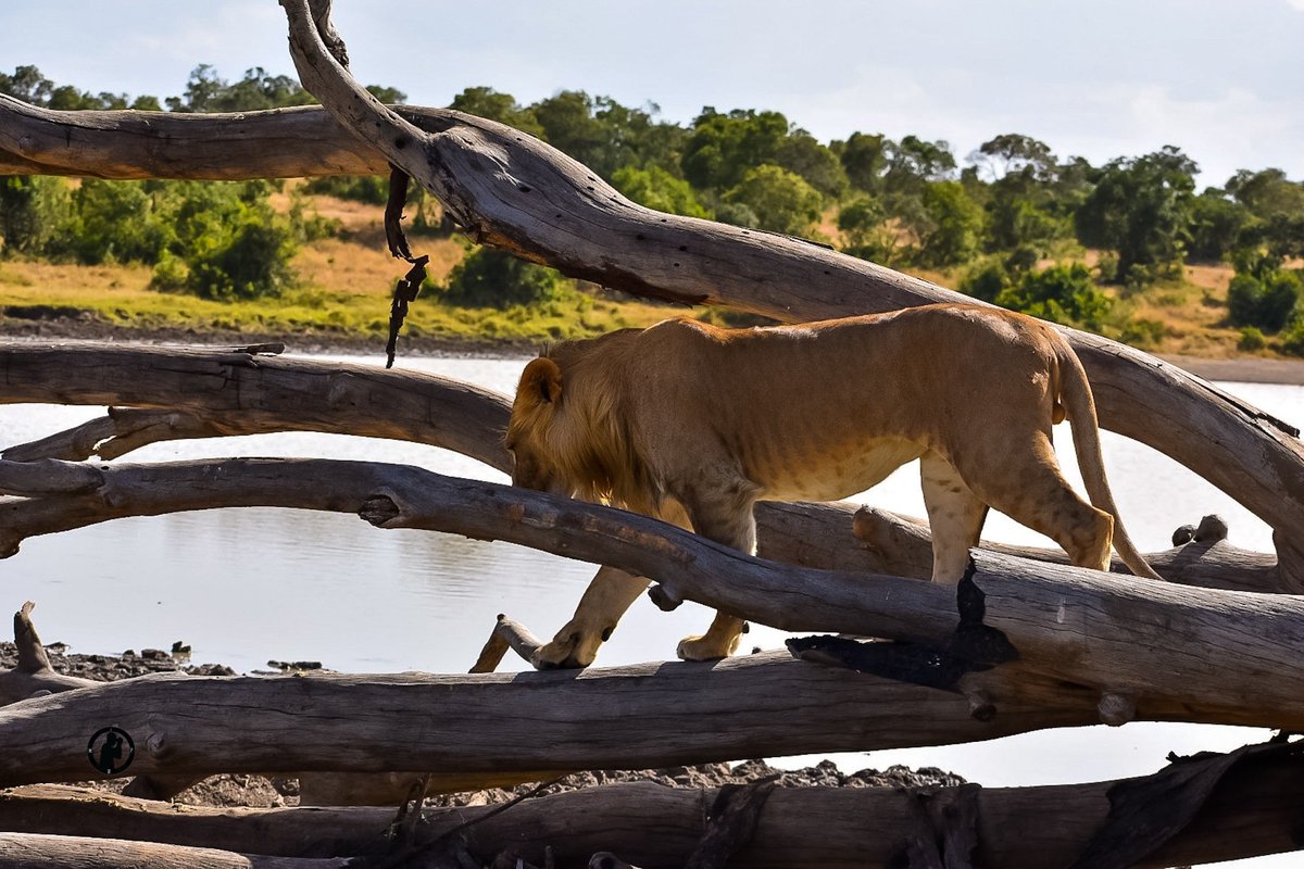 By the dam side.

Sub-adult Lion clicked in Olpejeta conservancy,Laikipia county,Kenya.

#martowanjohiphotograpy #olpejetaconservancy #bigcatdiaries #bigcatsofafrica #lionking #iwouldratherbetraveling  #tembealaikipia #laikipiacounty #wildlifeoflaikipia #nikon #bdasafaris