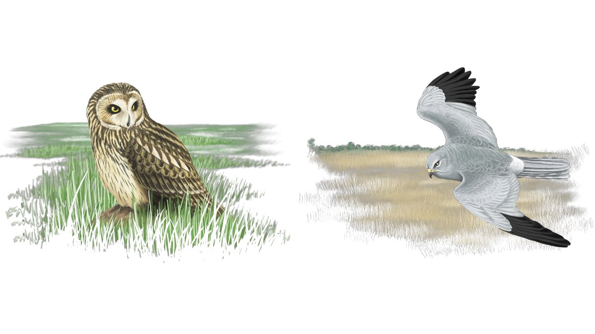 Our recent paper on #henharrier &amp; short-eared owl #conservation featured in #theBOUblog.

With incredible artwork by <a href="/AlexMascarell/">Alex Mascarell</a>!