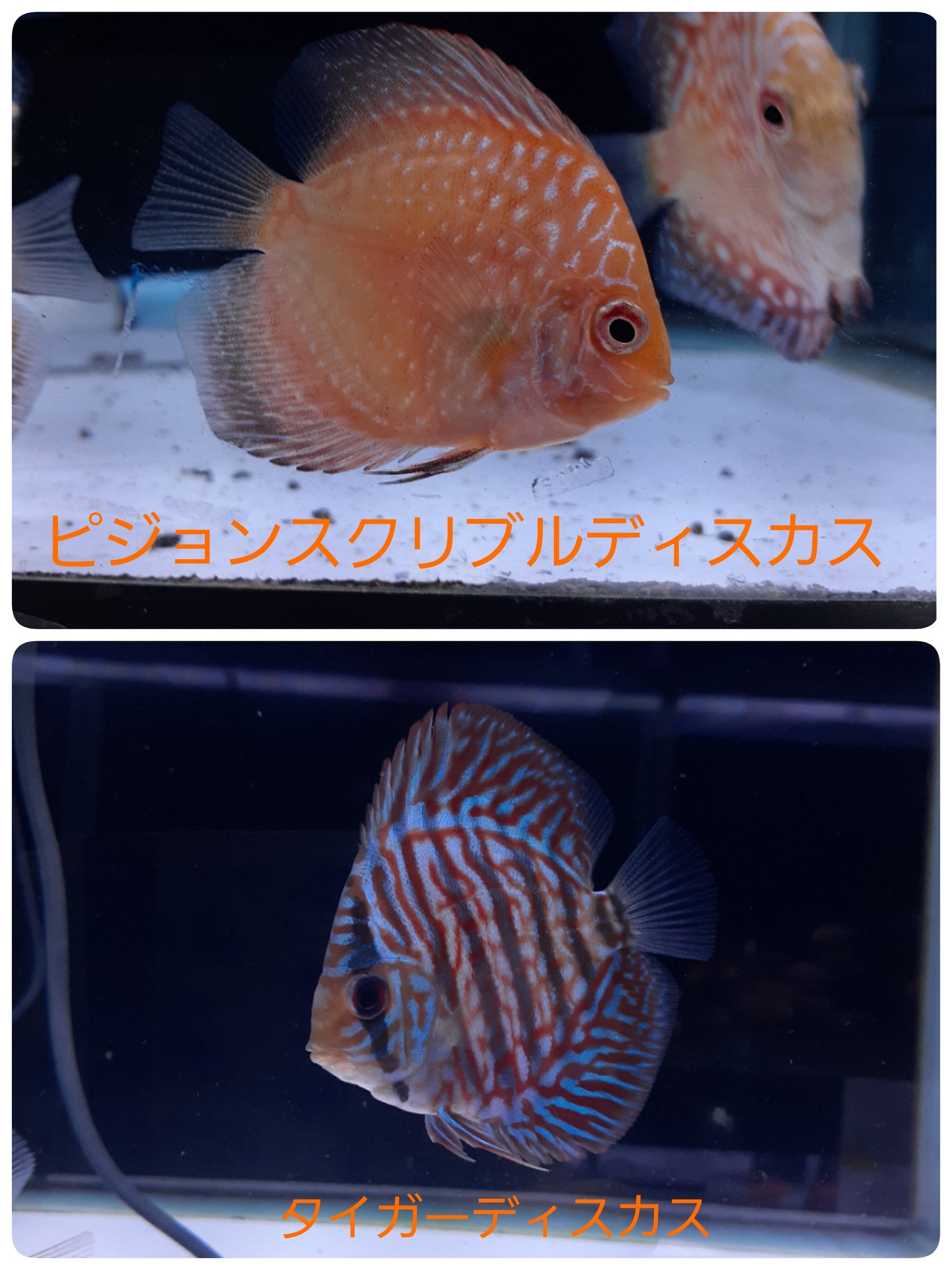 熱帯魚の王様 Twitter Search Twitter