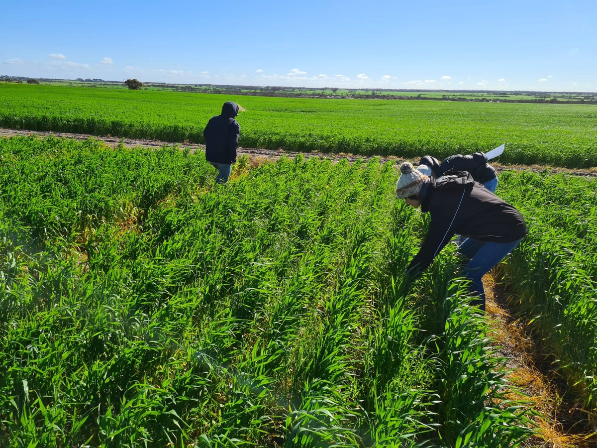 <a href="/SEAgroResearch/">SE Agronomy Research</a> put us to work this morning scoring herbicide efficacy on grass and broadleaf weeds in wheat 🌾💪 using a QR code for the trial is a nifty way to get more people involved in collecting data🤓