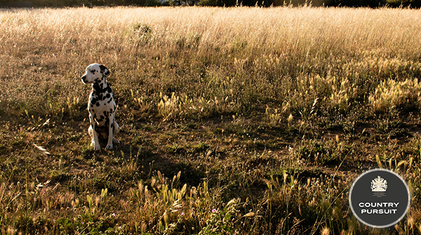 CPPetfood's tweet photo. What a stunning photo! π
#FriendsofCP #photooftheday #countrypursuit #stunning #doggo #judgeschoice #MondayMotivation #dogsoftwitter https://t.co/oWDpjZHDG8