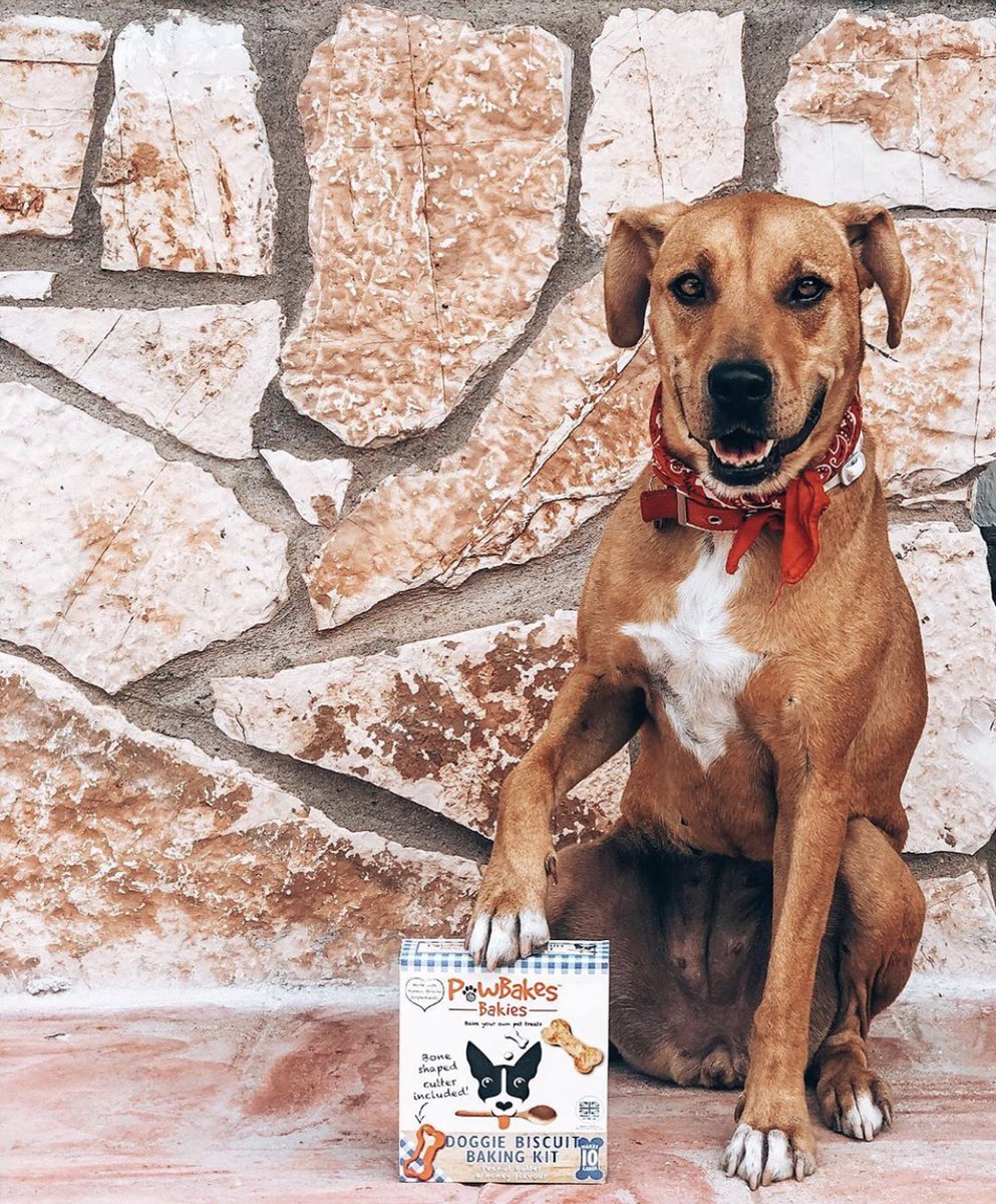 Paws off, they’re mine! 🐾 #LookAtThatSmile #MondayMotivation #MondayMorning #MondayThoughts #PawBakes