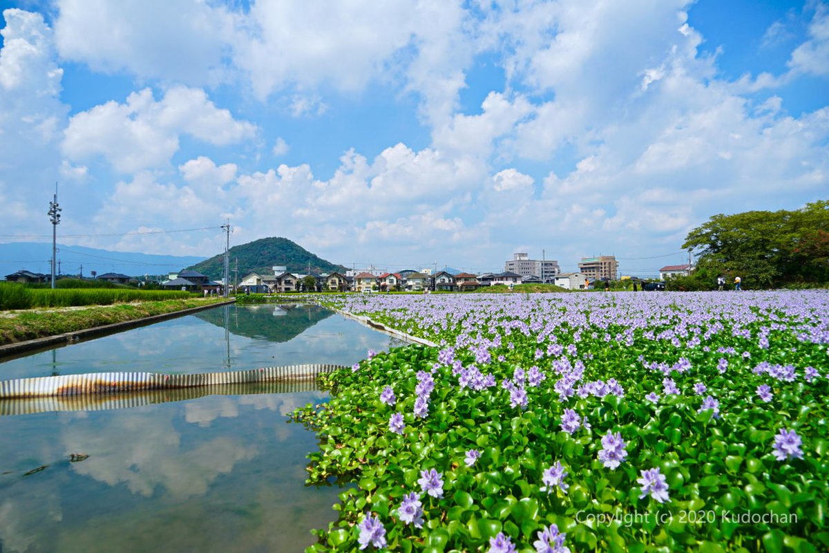 kudochan_tweet's tweet photo. 本当ならホテイアオイが綺麗な本薬師寺跡♪

#風景写真　#花が好き　#リフレクション https://t.co/VxqNXhgX2K