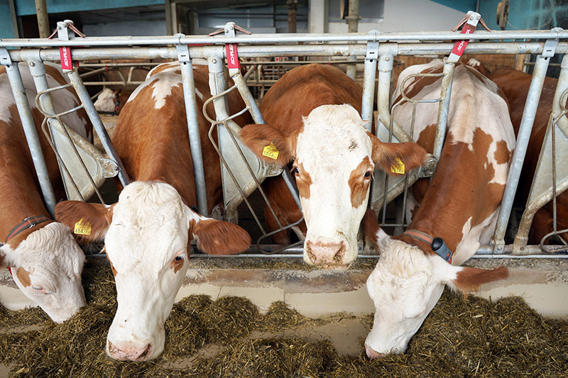 Schauer Top Safe Vario plus Fressgitter für mehr Komfort und Sicherheit news.landwirt.com/?p=2828 
#Milchviehställe mit mehr #Tierkomfort und höhere Leistung in der #Rinderhaltung