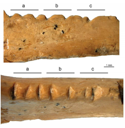 robertosaezm's tweet image. Grabados hechos por neandertales / Engravings made by Neandertals (Español/English) wp.me/p4Bi9E-1gO
 #NutcrackerMan