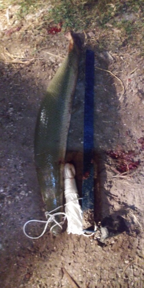 2018_rebel's tweet photo. @CaptMarciano Caught my 1st Texas alligator gar. Caught this bad boy at 03:30AM, August 15, 2020 while fishing in the back bays of the Gulf of Mexico. Limit is 1 gar per person a day &amp; has to be at least 2' long. This prehistoric fish has a mouth full of teeth. https://t.co/Zl9yCshZIj