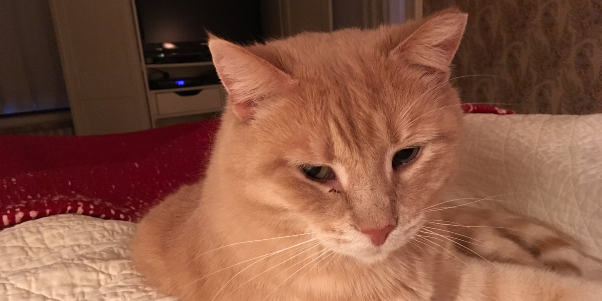 Dorothy14213's tweet photo. Me: Good morning, Charlie
Charlie: It will be as soon as you feed me
#feedme #because_cat #CatsOfTwitter https://t.co/b6VzEfjLkl