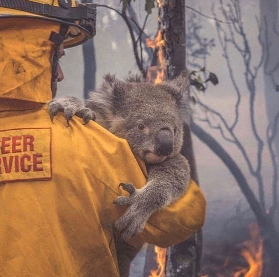  @BLACKPINK's Rosé posted on Instagram, spreading awareness about the wildfires in Australia. She tagged a few helpful accounts and added links in her bio encouraging people to help