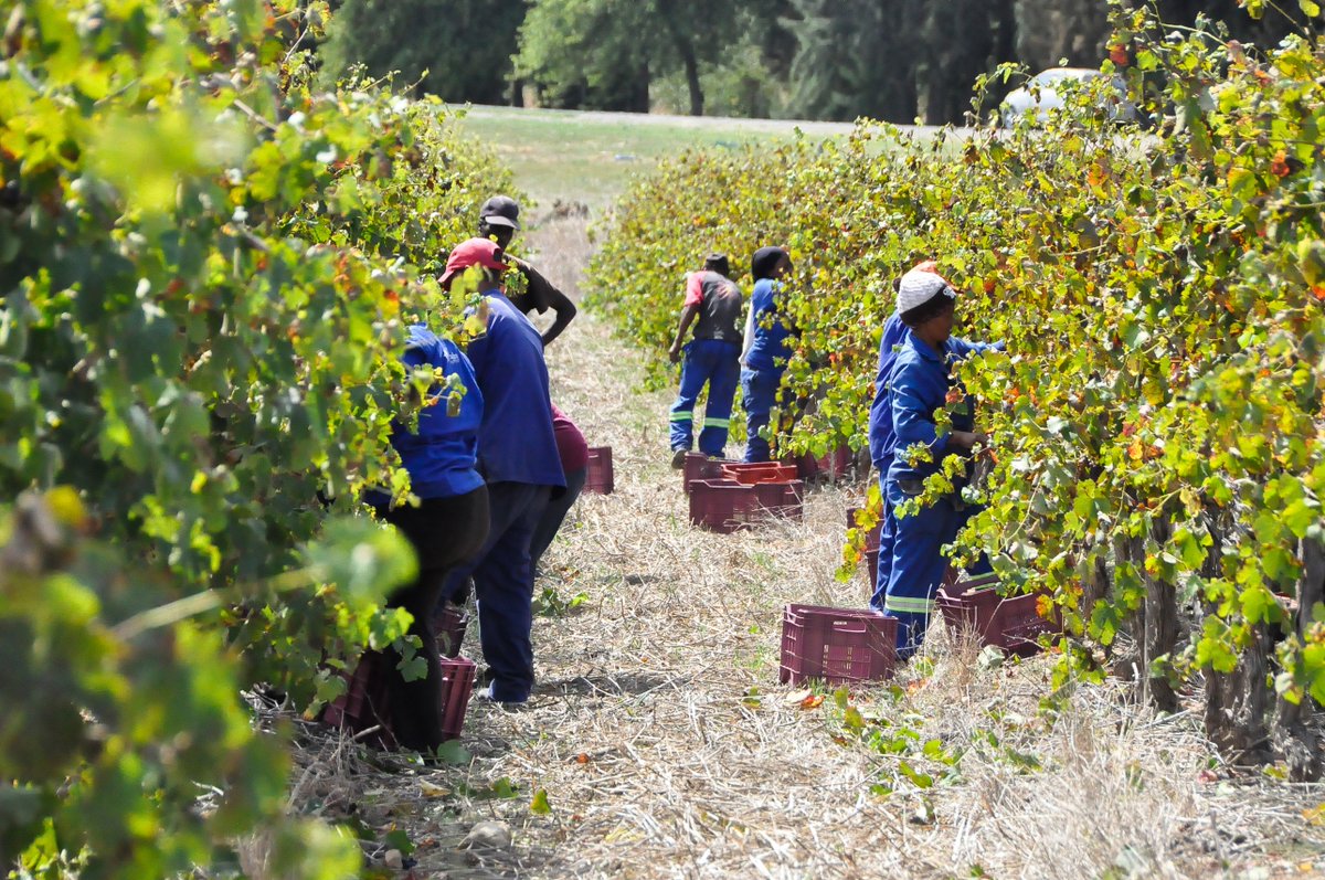 UPDATE 18th AUGUST 2020
Slaley will resume alcohol sales at 09:00 This Tuesday, with hours will be between 09:00 and 17:00 Mondays to Thursdays. We are still awaiting any official updates regarding the status of tasting rooms but will keep customers informed of any changes.