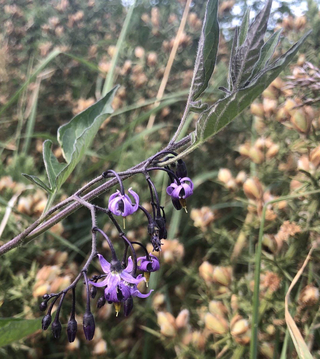 BackFarming's tweet image. Does anybody know what flower this is. Spotted it growing out of a furze bush. ⁦@BioDataCentre⁩