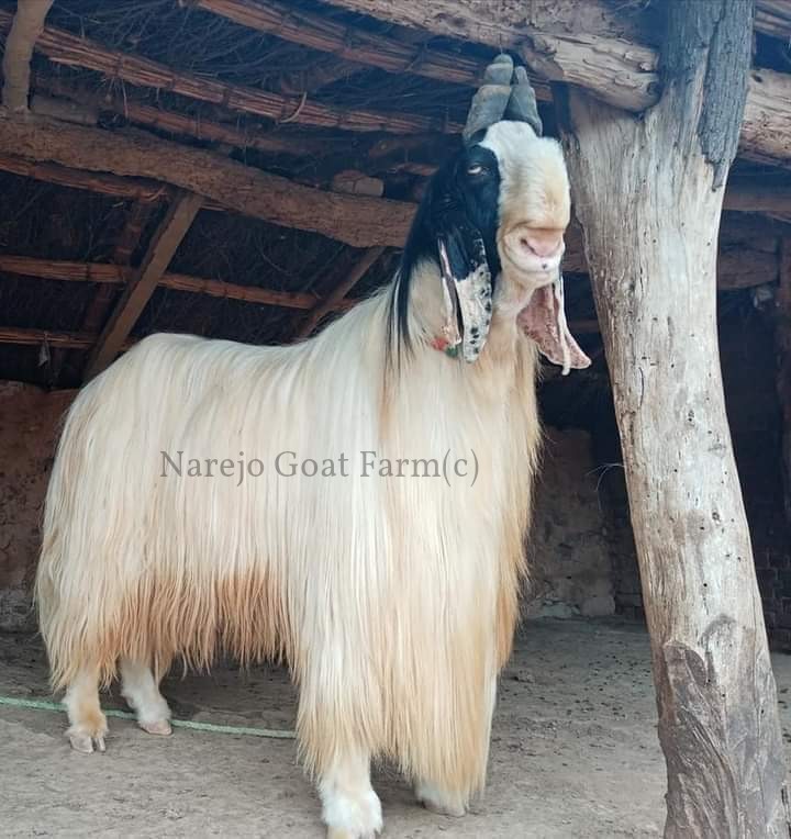 Petite Passion Australian Miniature Silky Goats  What is a Silky Goat The  Silky Goat is a unique miniature goat breed with a long flowing coat and is  bred primarily as a