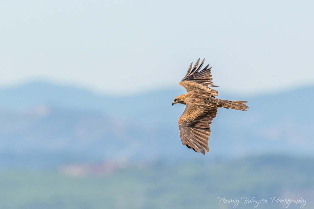 Another Black Kite from thousands which have been passing on route to Africa. We only get to see them in #Gibraltar if we have westerly winds, may those winds continue #StraitofGibraltar #birdmigration #Raptors #birdsofprey #birdphotography