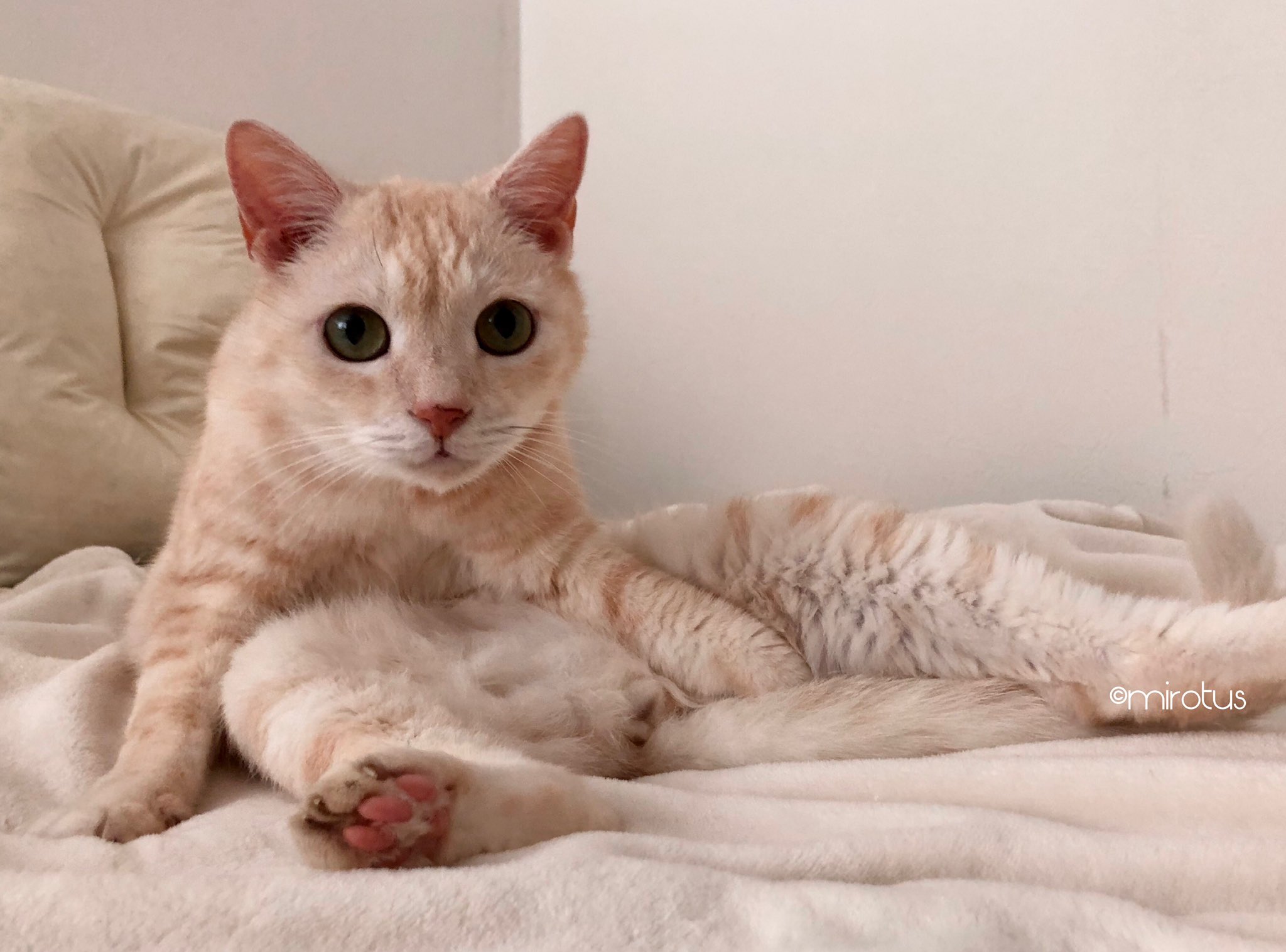 ミルクティー猫 Twitter Search Twitter