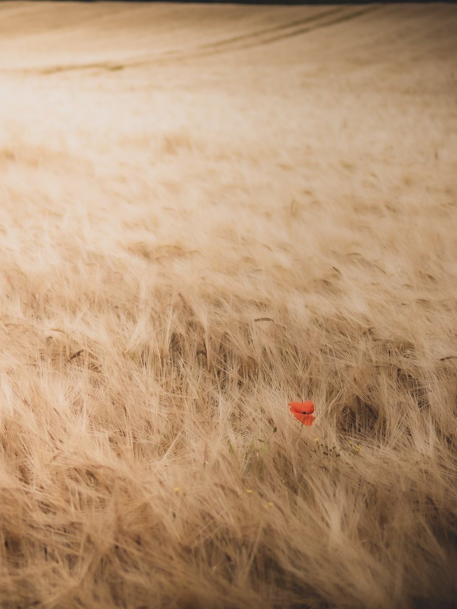mattbrophoto's tweet photo. Pulled over on the way home from a little family trip out yesterday when I spotted this lone poppy in a field, couldn't help it 🙂

#WexMondays #fsprintmondays #Sharemondays2020 

#portrait #NeedsAClick https://t.co/4nVNUSdGrj