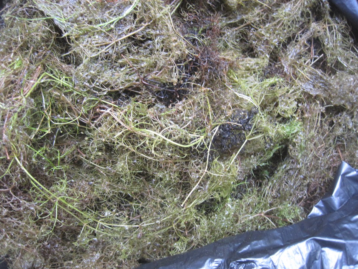 johannabradie's tweet photo. Can anyone ID this plant? Found in a lake in Northern Ontario. Potentially Eurasian milfoil? #invasivespecies #aquaticplants #aquaticinvasive #invasionbiology https://t.co/A35agadYwK