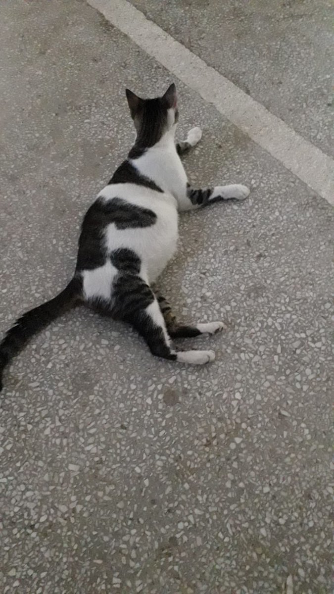 ⚫ Davutpaşa kampüsümüzde bugün bulduğumuz ve doğumuna az kalmış olan kediye acil geçici/ kalıcı yuva arıyoruz📣
Paylaşım desteği 🙏 <a href="/unihaktoplulugu/">ÜNİHAK</a> <a href="/muhak_marmara/">💙MÜHAK🐾</a> <a href="/ouhayhak/">O'Pati</a> <a href="/iuhayvanhaklari/">İ.Ü.H.H.K.K.</a> <a href="/iuhfhayhak/">İÜHF Hayvan Hakları Kulübü</a>