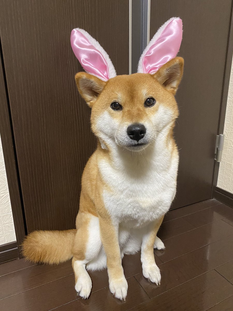 柴犬ゆきちゃん 政宗くんありがとうございます かっこいいお名前とぴったりなイケ柴くんですね 柴犬ゆきちゃん 政宗くんありがとうございます かっこいいお名前とぴったりなイケ柴くんですね