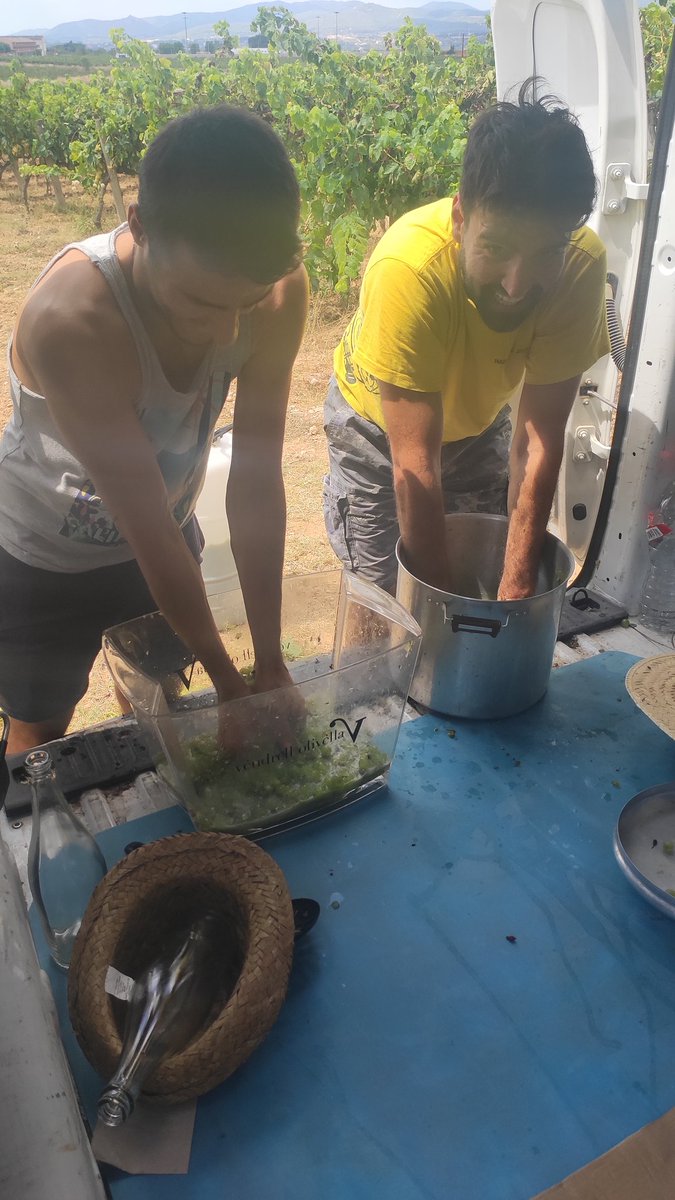 Mas_Goma's tweet photo. Ahir vam recollir alguns raïms de macabeu i els vam prensar manualment per reproduir els llevats. #llevatsindigenes #indigenousyeasts #vinatural #naturalwine #organicfarming @productorscat https://t.co/BOYCj4j6OE
