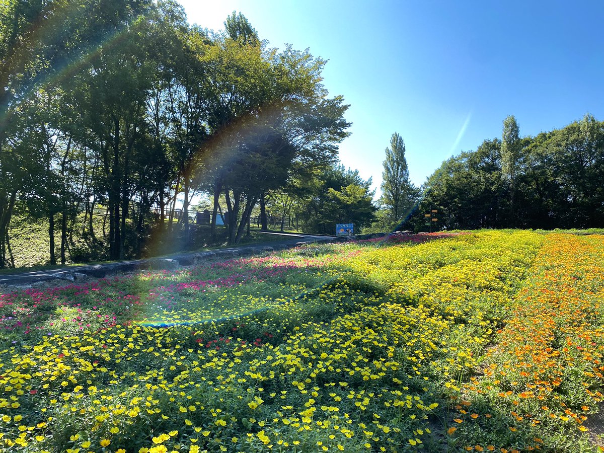 ট ইট র おかやまフォレストパーク ドイツの森 公式 いま 村の花畑のポーチュラカがとっても可愛いです 夢の中の花畑みたい