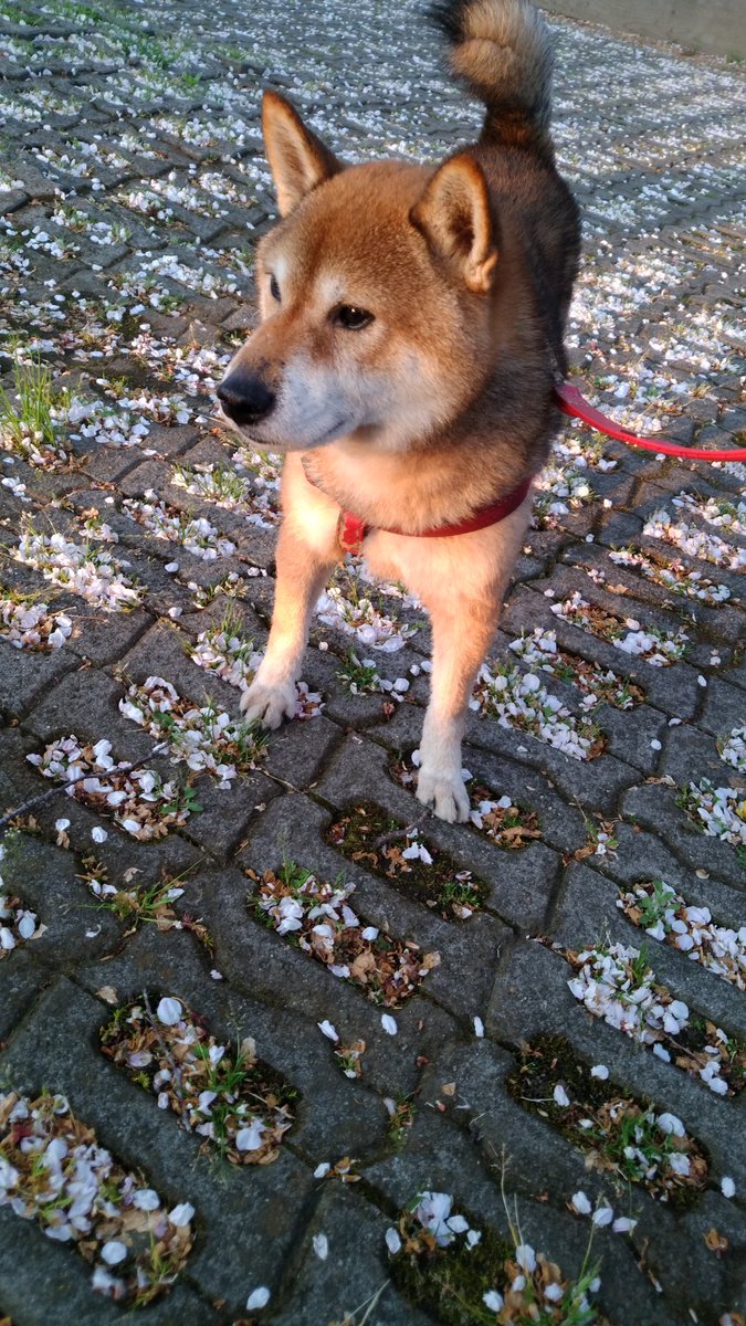 柴犬ゆきちゃん V Twitter 政宗くんありがとうございます かっこいいお名前とぴったりなイケ柴くんですね 柴犬ゆきちゃん V Twitter 政宗くんありがとうございます かっこいいお名前とぴったりなイケ柴くんですね