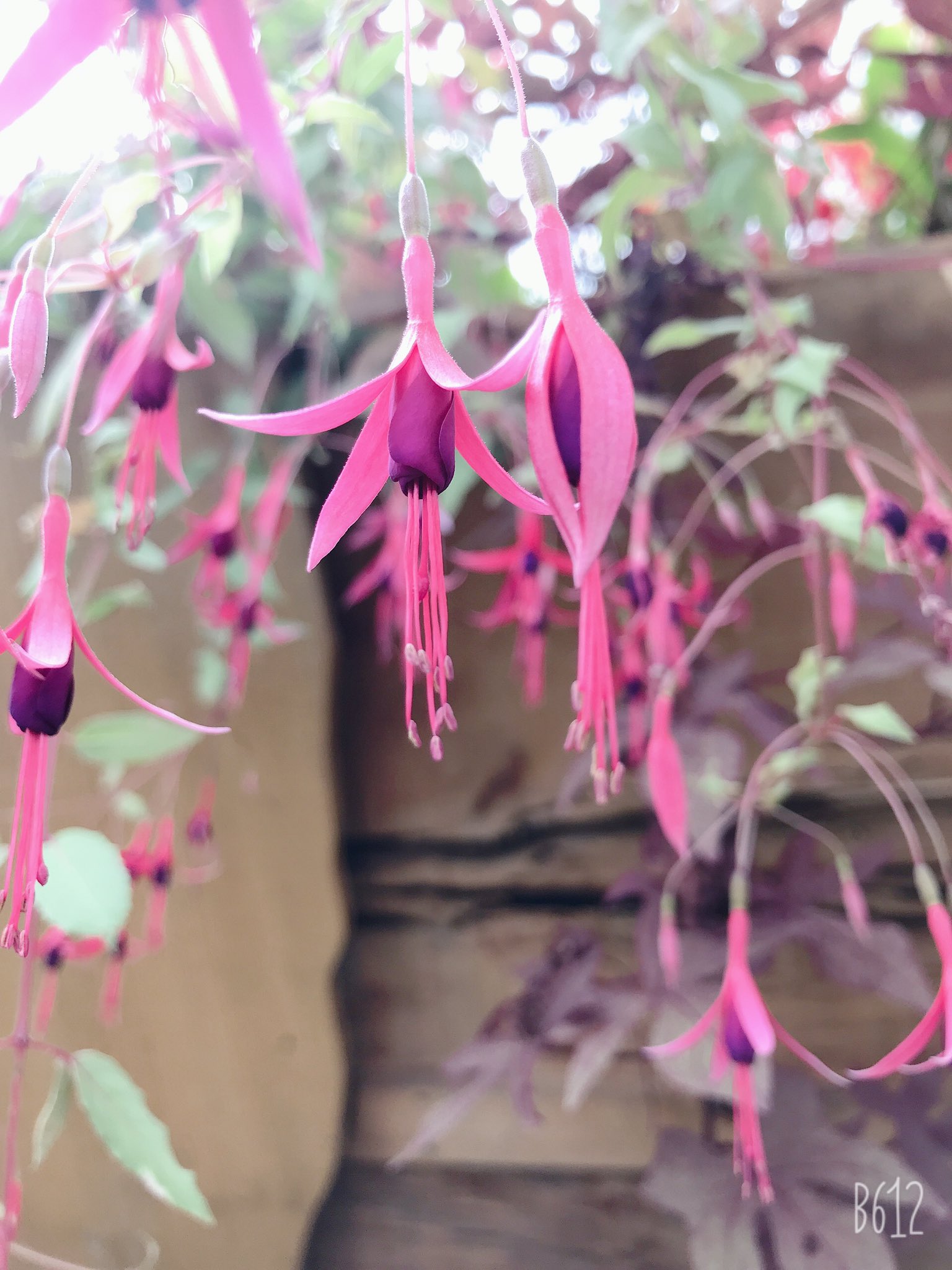 Ami 818twinray 1111 最近お花の妖精さんや虫からコンタクトがあるようになりました この写真も上の方にたくさんオーヴが写ってます 拡大するとわかりやすいかなっ ツインレイ ツインソウル お花の妖精 Ami 818twinray 1111 最近お花の妖精さんや虫からコンタクトがあるようになりました この写真も上の方にたくさんオーヴが写ってます 拡大するとわかりやすいかなっ ツインレイ ツインソウル お花の妖精