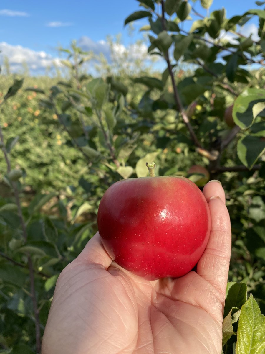 Suncrest Orchards tweet media