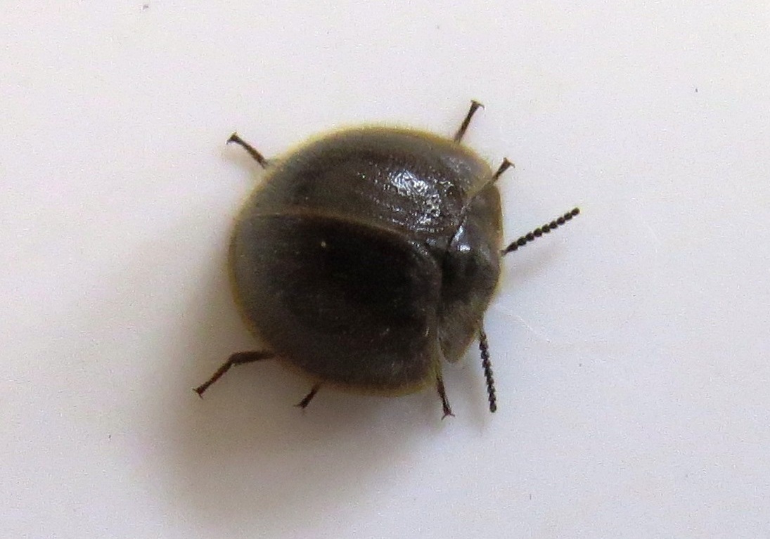 insetologia2's tweet image. Vamos de #Bioquiz? Qual dos besouros abaixo é uma joaninha? (Vote no próximo tweet)