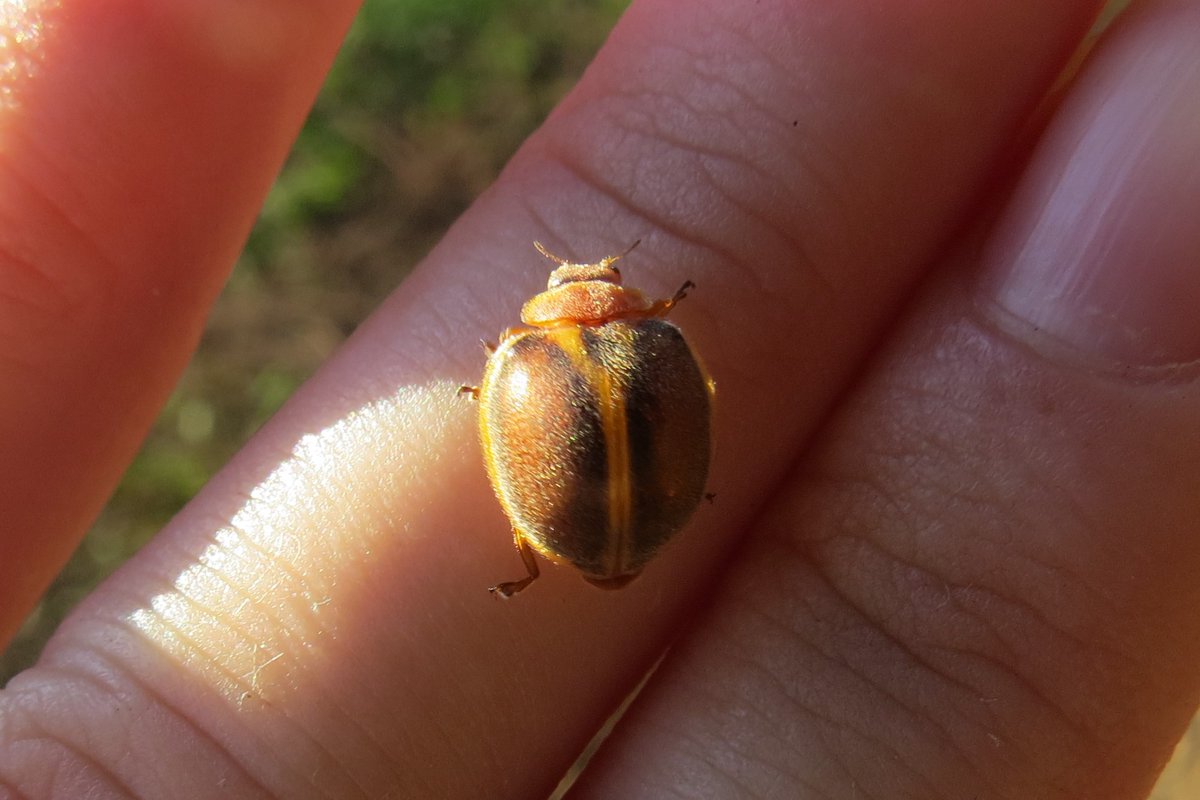 insetologia2's tweet image. Vamos de #Bioquiz? Qual dos besouros abaixo é uma joaninha? (Vote no próximo tweet)