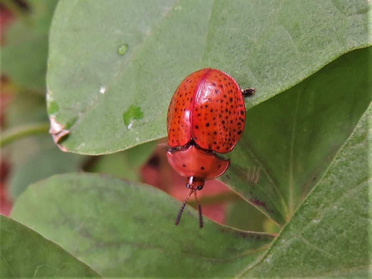 insetologia2's tweet image. Vamos de #Bioquiz? Qual dos besouros abaixo é uma joaninha? (Vote no próximo tweet)