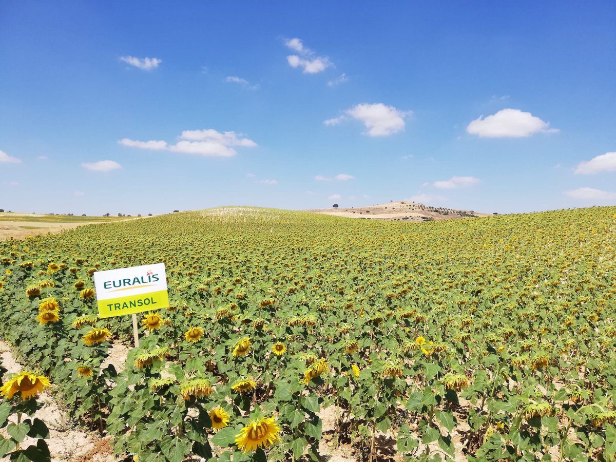 cecosasl's tweet photo. #Girasol #Transol en #VillarejodeFuentes #Cuenca @cecosasl @EuralisSemillas @elcampoCMM https://t.co/QrFjZEGHGk
