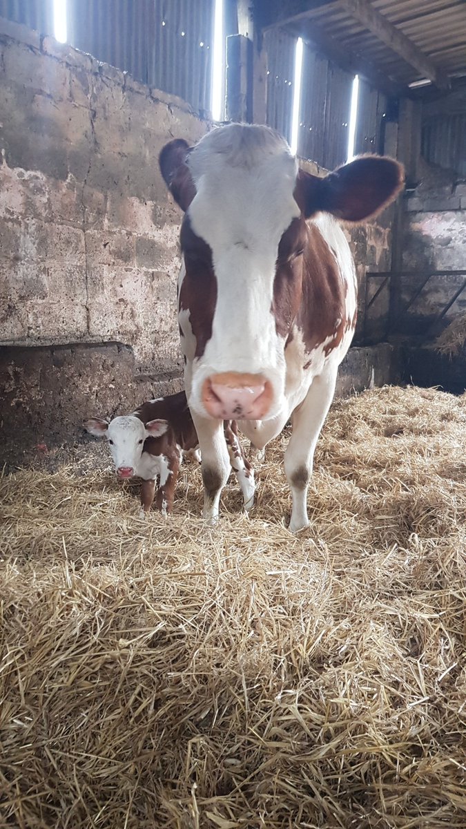 6 weeks early and seriously cute! #teamdairy #calving2020 #herefordcattle