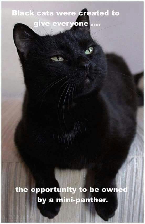 "Black cats were created to give everyone the opportunity to be owned by a mini panther" #BlackCatAppreciationDay