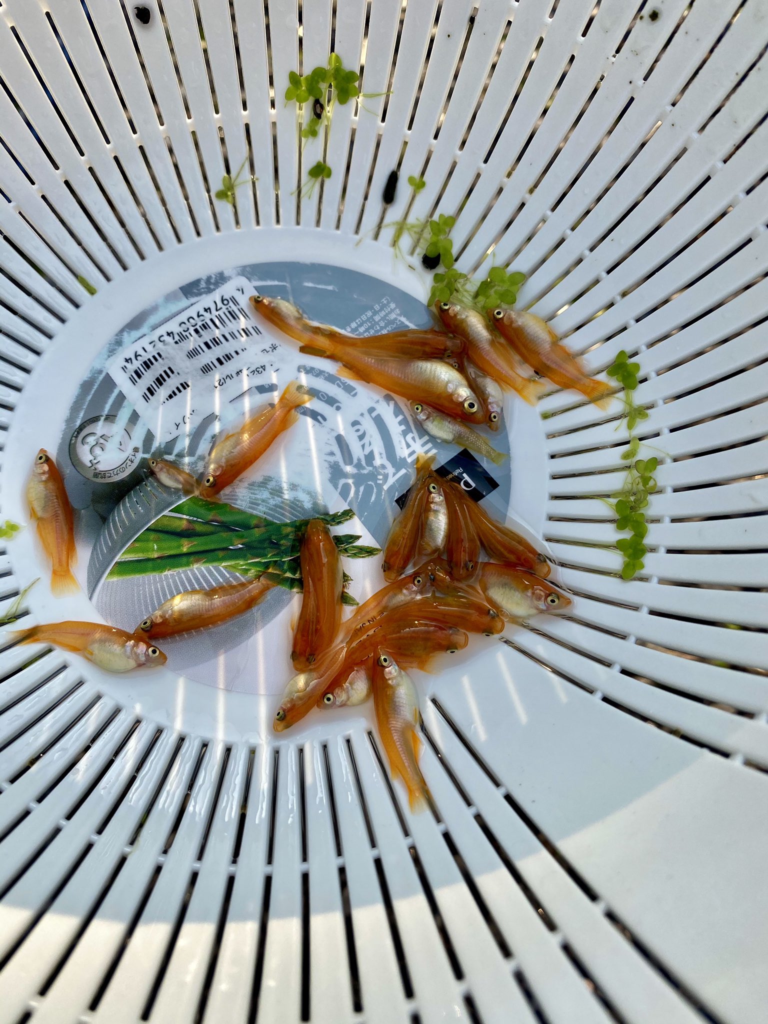 豊めだか 本家直系のサンレッドもめちゃくちゃ赤く仕上がってます 因みに色揚げ餌は一切使用してません 小赤みたいに赤いです うちでは普通の餌のみで色が揚がるよう日々 改良に明け暮れてます メダカ めだか メダカ飼育 サンレッド サン