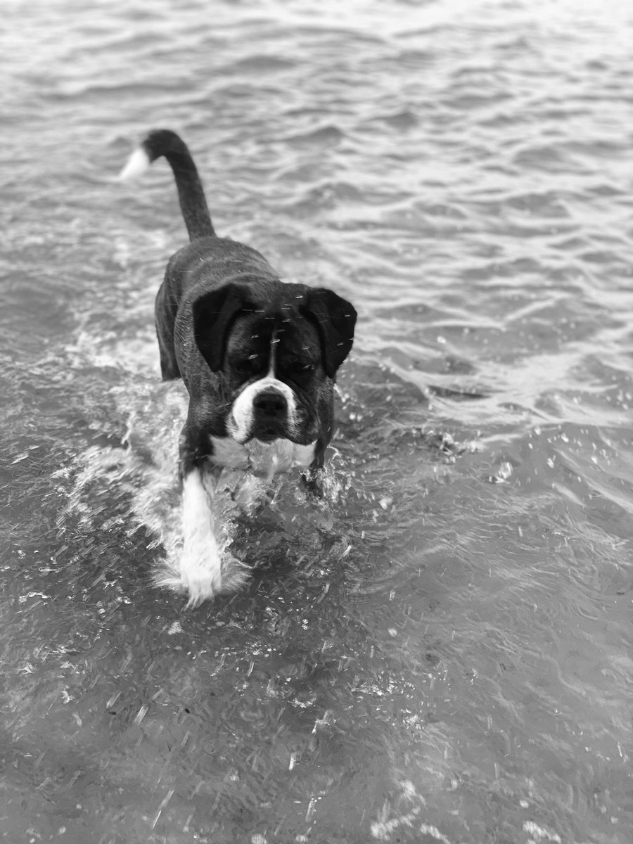 ImTonyMurray's tweet photo. @mrdanwalker Dan, happy birthday to your Winnie! 🐶🎈🎂.
What a coincidence ⬇️👍
It’s our dogs birthday today, also Winnie. 11 years.
Our bundle was more wrinkle than fluffy!
Happy birthday to Winnies everywhere. #DogsSupport 🐶 https://t.co/F67HS6j2KZ