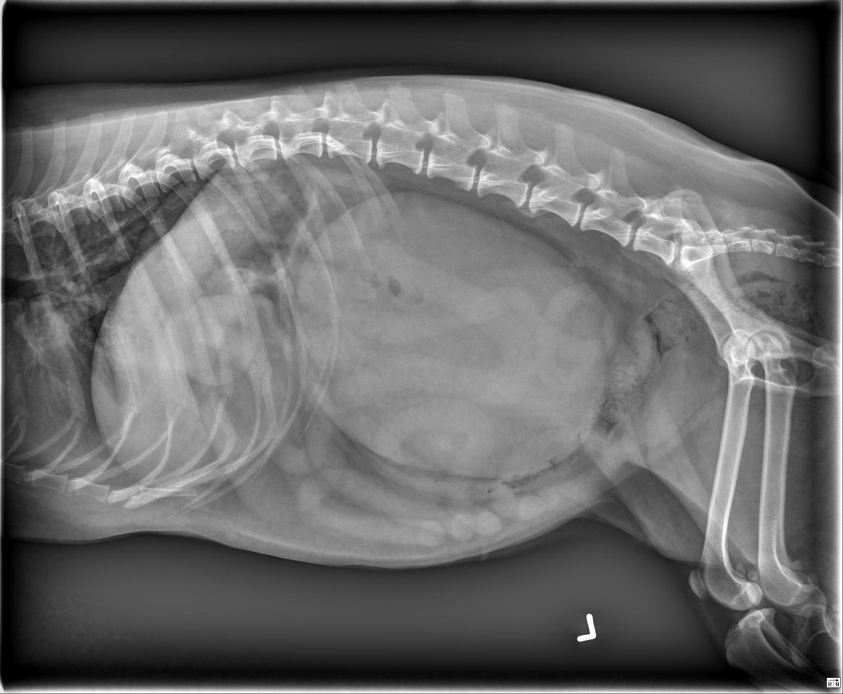 MircVet's tweet photo. Hello Everybody,
The case of the week is a:
11-year-old mixed breed dog. Abdominal distention.
https://t.co/WsZRPS3jwW
As usual, click on the link or the images to access the website with all the images, report, and diagnosis.
#Caseoftheweekmirc #mircvet https://t.co/AYR9yLjMfN