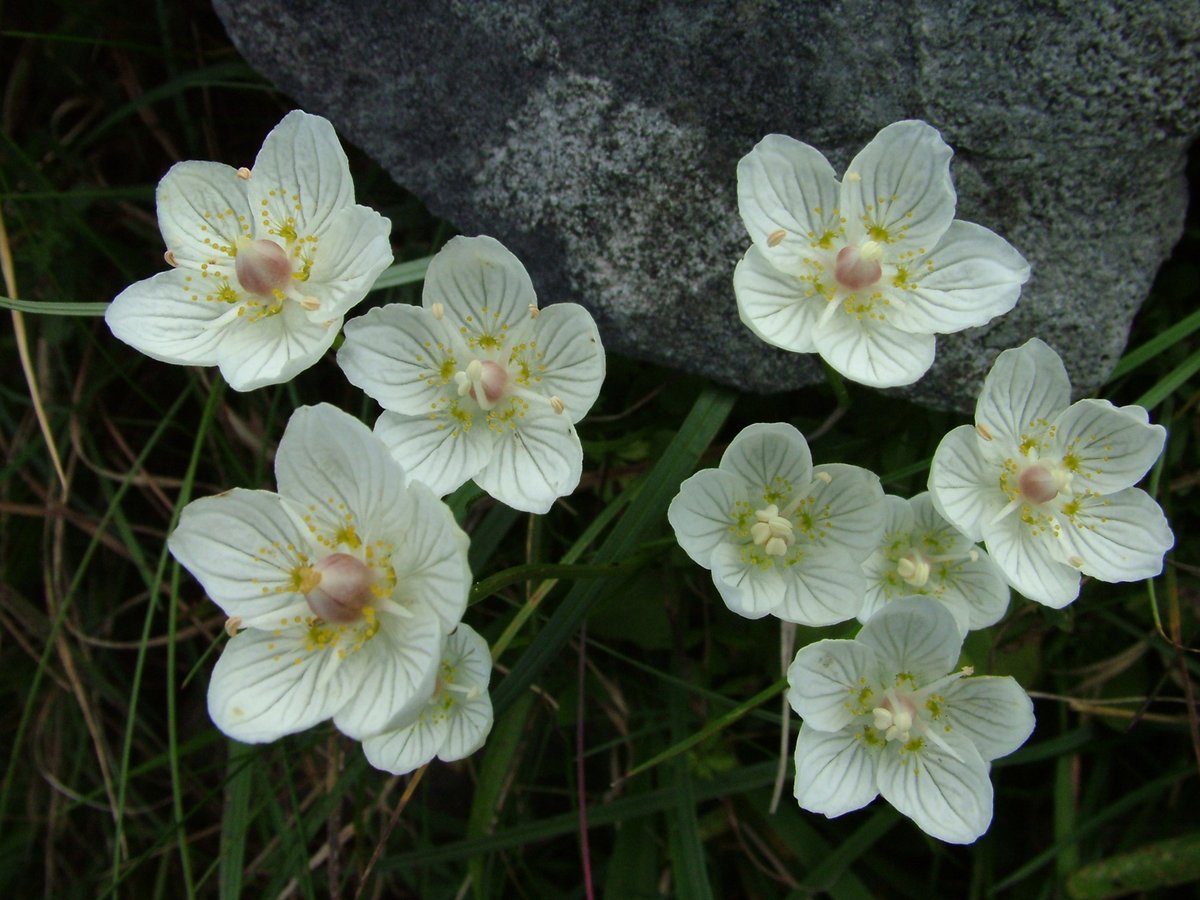 Culminating #BurrenHeritage posts with #BurrenFlowers this week: Grass of Parnassus - stunning white flowers with translucent veins, appear on wettish ground, an erect stalk which arrows-through a heart-shaped leaf. It was named  after Mount Parnassus in Greece #HeritageWeek