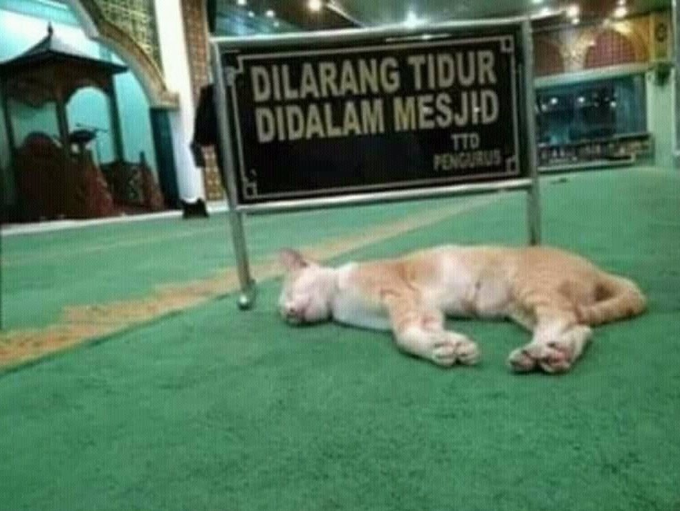 rawbertsmith's tweet photo. Juara 1 Melanggar Peraturan https://t.co/Lgdrg1MsQY