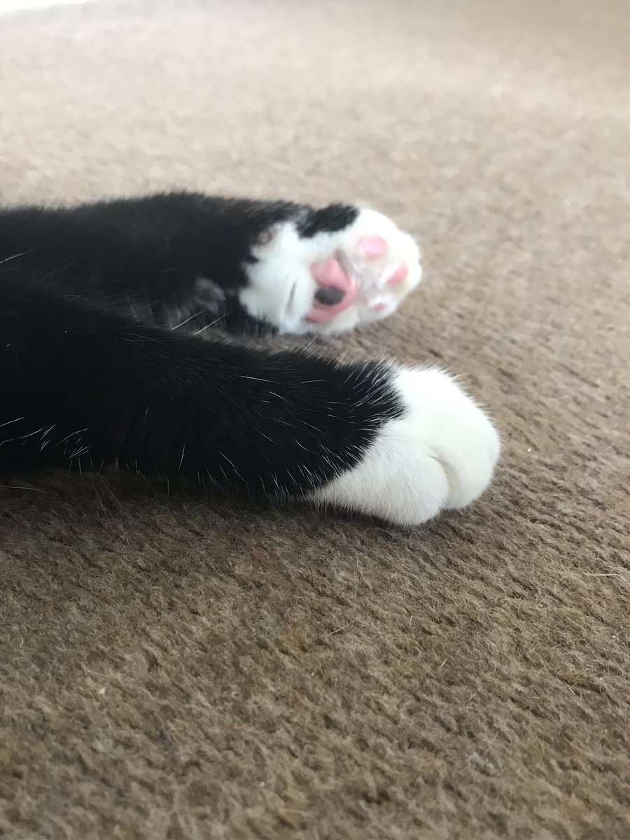 WhiskersBobby's tweet photo. @FredTheCat14 Sending love and good wishes
😿#GetWellSoonFred https://t.co/f1MVaV7CFW