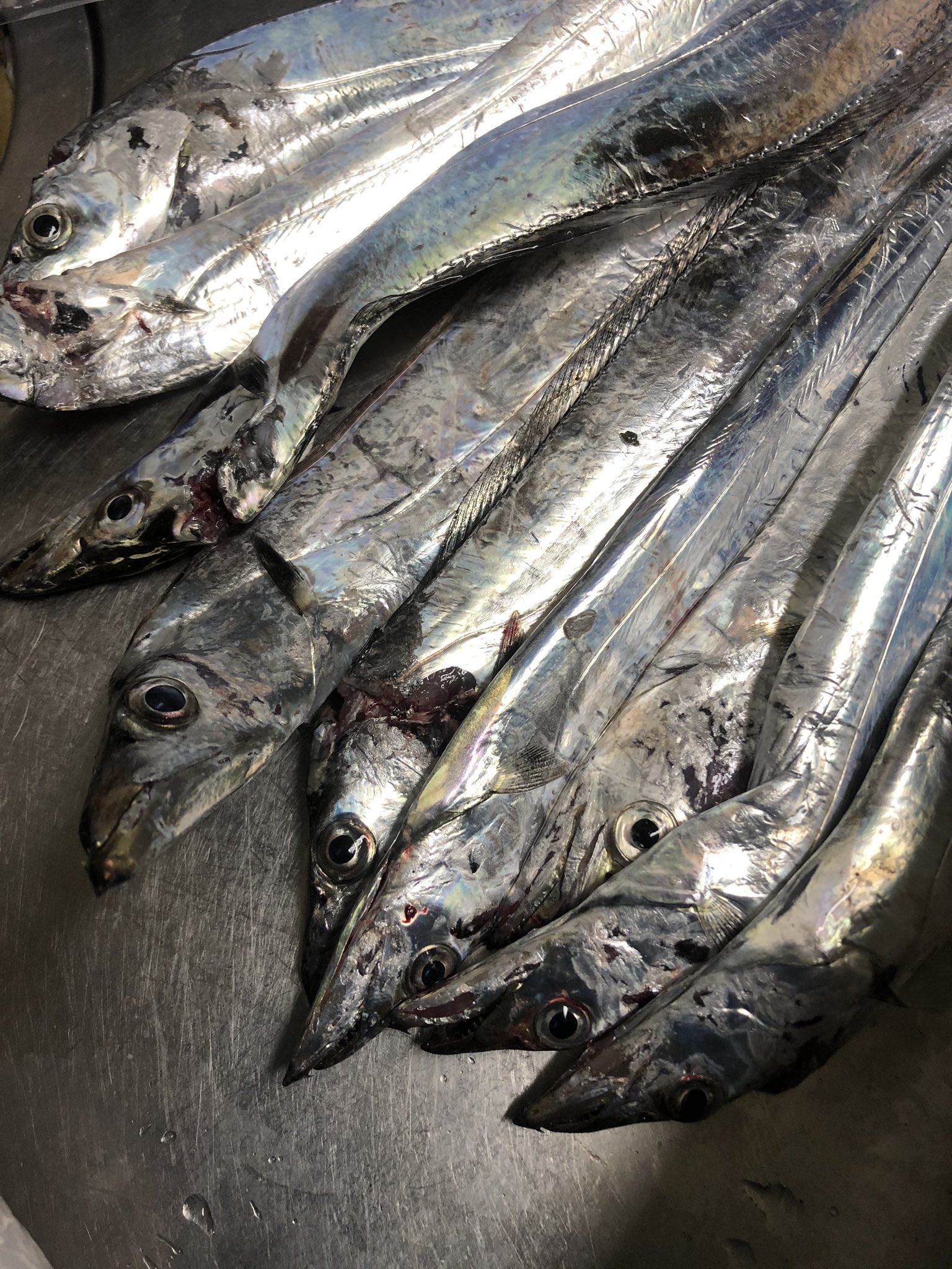 ごまちゃん ダイソー太刀魚ワームが釣れるのか試してきました ダイソー太刀魚用ジグヘッド14gとダイソー太刀魚 用ワームにアシストフック ガマカツワインドトレーラーダブルサイズ2 とケミホタル25を装着して18時半から19時半ぐらいまでの釣果です 足下ポロリ