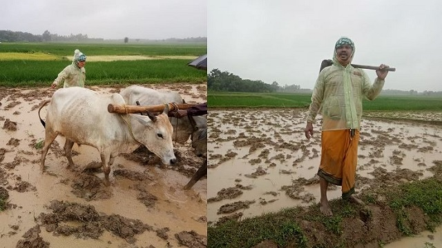 CChapee's tweet photo. MLA Manohar Randhari plowed the field. Dabuga MLA Manohar Randhari has been found on the farm. 

#rain #MLA #ManoharRandhari #Corpchapee #Mediachapee https://t.co/2CvM3tTSCu