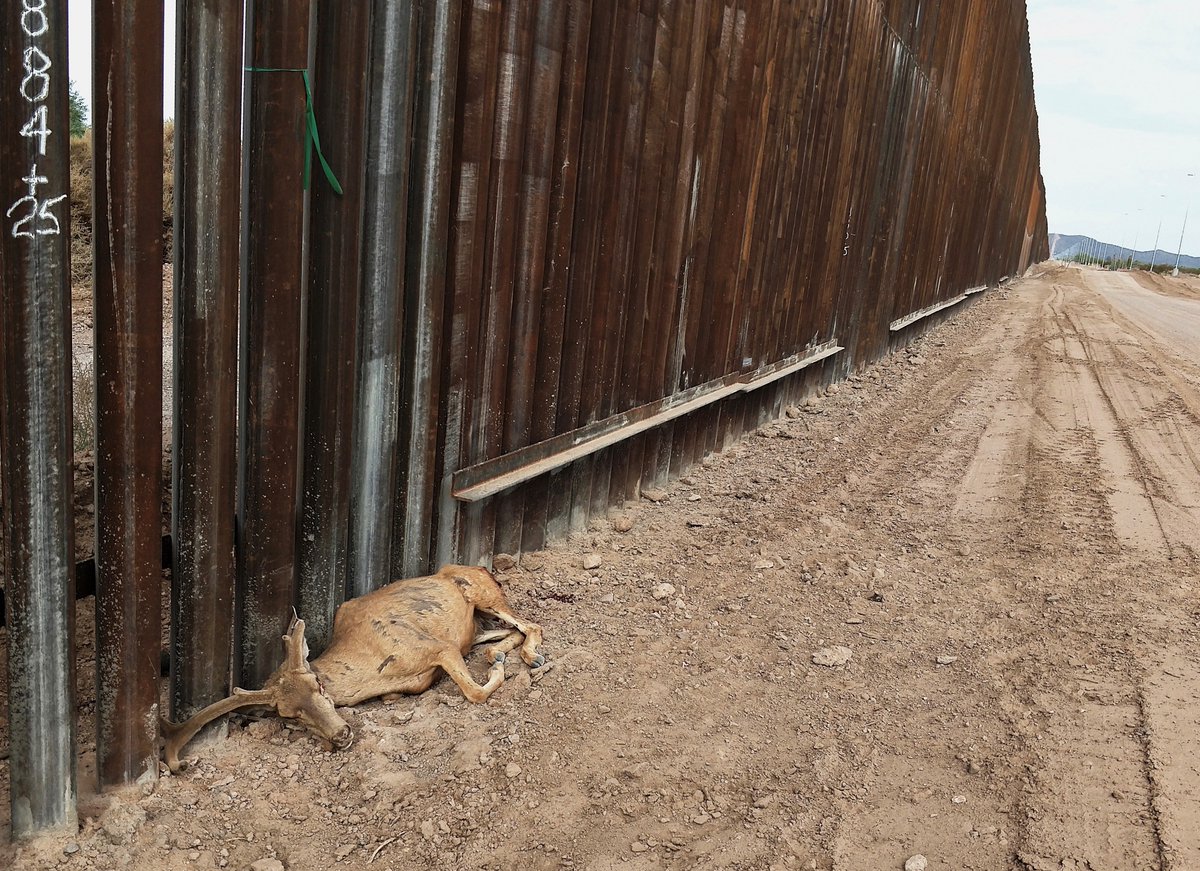 Mule deer, bighorn & endangered pronghorn have crossed the 'border' at Organ Pipe unimpeded for millennia. But this year, for the first time, a metal mass cuts the landscape in two. 

This buck was found dead yesterday--trapped by the wall--in the hottest month of the year.