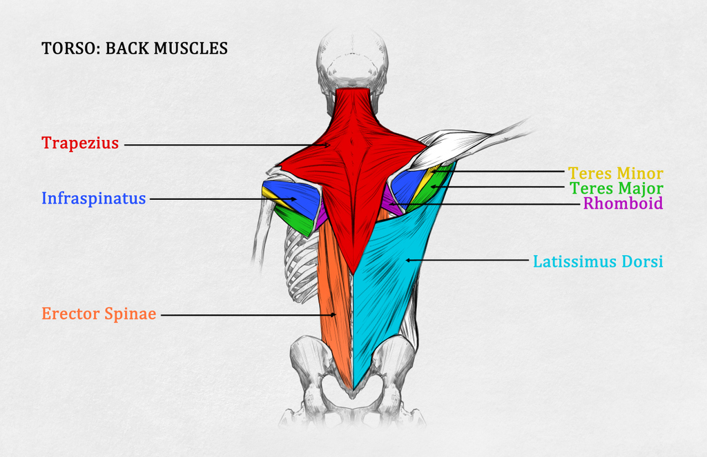 choonhachat's tweet photo. Anatomy can be intimidating, so I put together this anatomy pack that walks you through the basic anatomy that every artist should know. Head over to https://t.co/mIhXKR3paI⁠

#bruteforcemethod⁠
⁠
#figuredrawing⁠
#lifedrawing⁠
⁠
#anatomypack⁠
#tutorial⁠
#choonhachatSKETCH https://t.co/8hbkaP1XED